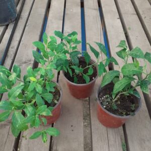 Купить саженцы лимонов
